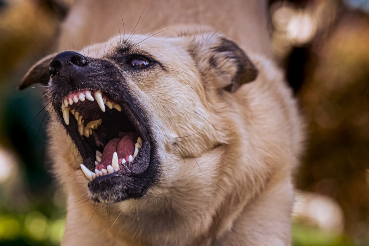 Comment réagir face à un chien agressif 🐺 lors d'une rando à vélo ?