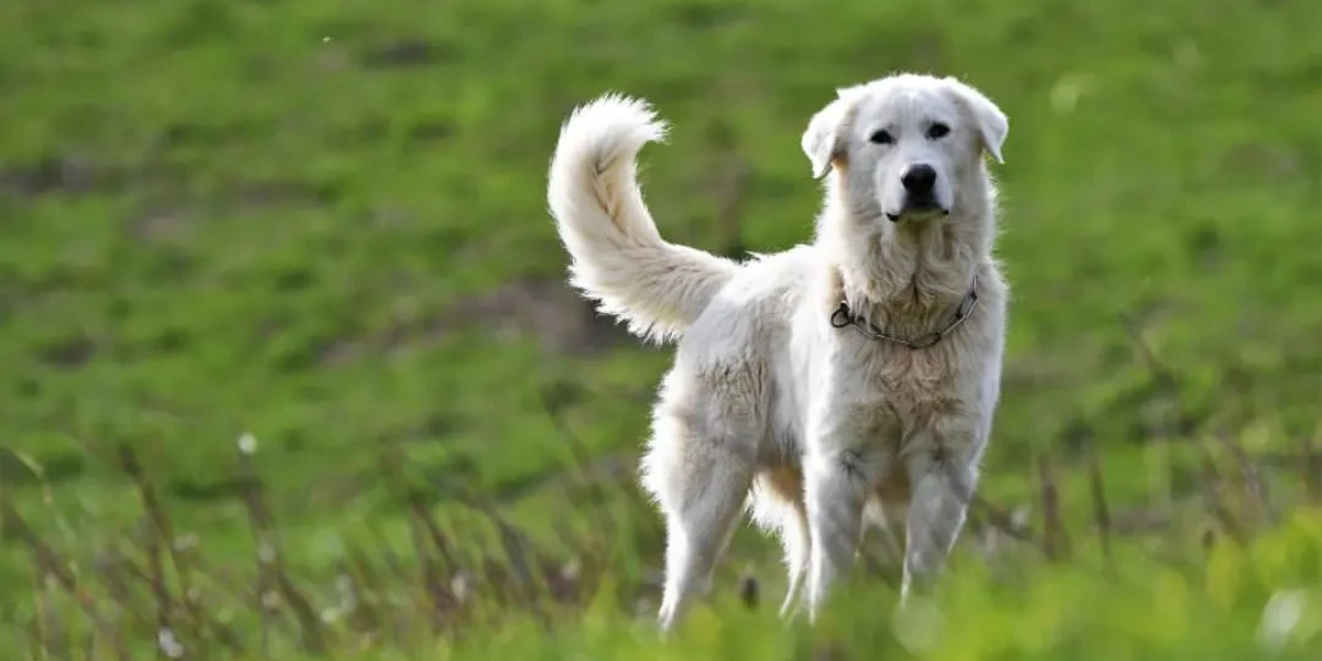 chien-curieux