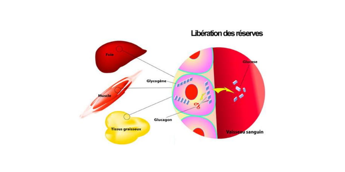 libération réserves glycogène