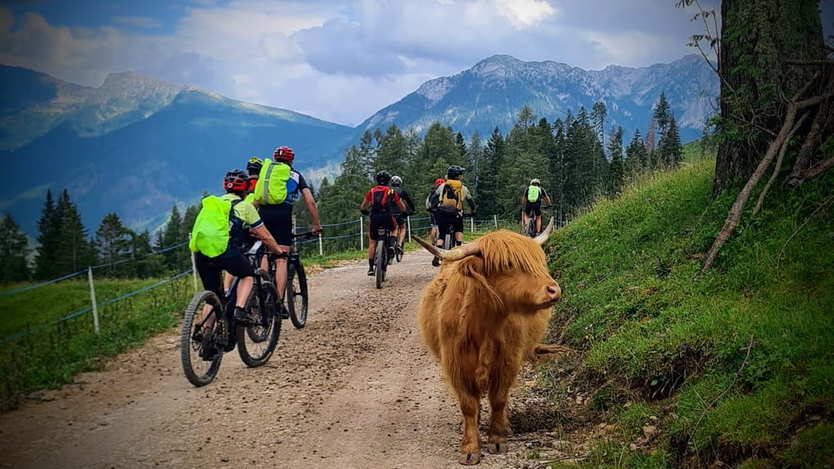 VTT-vache-poilue